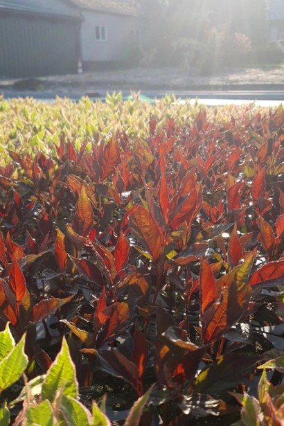 Дерен білий Найтфолл в розсаднику. 